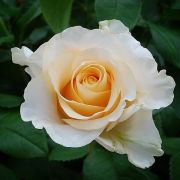  Rzsa kontners. Rosa Casanova