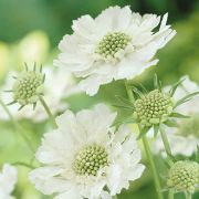  Kaukzusi rdgszem, fehr virggal.Scabiosa caucasica 'Perfecta Alba'