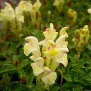  SCUTELLARIA alpina 'Moonbeam'