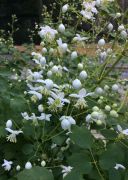  Szrnyasterms borkr fehr virg. Thalictrum delavayi Album