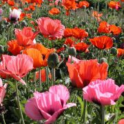  Keleti dszpipacs, sznkeverk.  Papaver orientale 