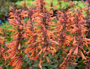  Izspf narancssrga. AGASTACHE aurantiaca Apricot Sprite.