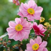  Szellrzsa.Anemone  hybrida 'Serenade.