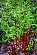  Erdei hlgypfrny. Athyrium filix-femina 'Lady in Red'