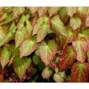  Tndrvirg. Epimedium rubrum.