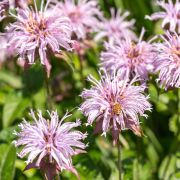  Mhbalzsam. MONARDA bradburiana