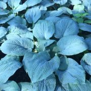  rnykliliom. Hosta 