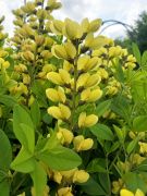  Borsfrt ,srga szn. BAPTISIA sphaerocarpa.