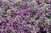  Nagyvirg pereszlny. Calamintha grandiflora 'Elfin Purple'