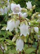  Koreai harangvirg. CAMPANULA takesimana