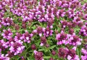  PRUNELLA, gykf , ers rzsaszn virg. PRUNELLA grandiflora 'Rubra'