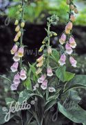  Gyszvirg, krmfehr+rzsaszn. DIGITALIS purpurea ssp. heywoodii.