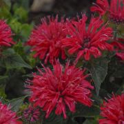  Mhbalzsam. Monarda 'Cambridge Scarlet'