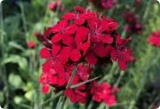  Vrszegf. DIANTHUS cruentus