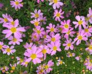  Menyecskeszem rzsaszn. Coreopsis rosea