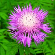  Imola, lnklila virggal. Centaurea dealbata 'Bright Rose