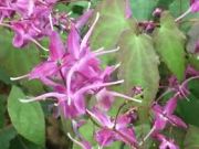  Tndrvirg. Epimedium grandiflorum 'Rose Queen'.