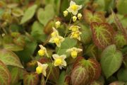  Tndrvirg knsrga. Epimedium x versicolor 'Sulphureum