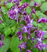 Nagyvirg tndrvirg. Epimedium grandiflorum Lilac Bicolor
