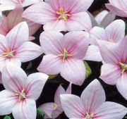  Lggmb virg, rzsaszn. Astra-Series 'Astra Pink-semi-double.