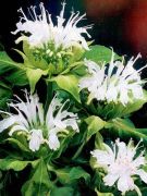  Mhbalzsam fehr virg. Monarda 'Schneewittchen.