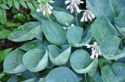  rnykliliom. Hosta 'Abiqua Drinking Gourd'