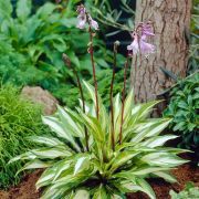  rnykliliom. Hosta 