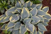 rnykliliom . Hosta First frost