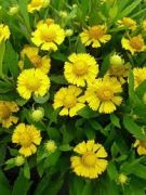  Napfnyvirg srga virg. HELENIUM autumnale 'Helena Gold'