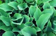  Hosta. rnykliliom, egyszn zld levelekkel.