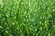  Zebraf. Miscanthus sinensis 'Zebrinus'