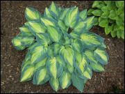  rnykliliom, Hosta June.