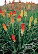  Frts fklyaliliom, vegyes sznben. Kniphofia uvaria 