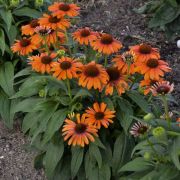  Kasvirg. Echinacea purpurea 'Lakota Orange'