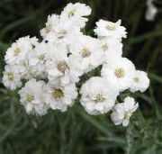  Kenyrbli cickafark. ACHILLEA ptarmica 'Pearl-Group'