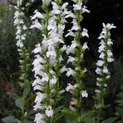  Loblia fehr virg. LOBELIA cardinalis f. albiflora 'White Cardinal'