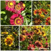  szi Napfnyvirg. Helenium autumnale vegyes sznek.
