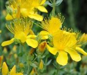  Aprlevel orbncf. Hypericum polyphyllum Grandiflorum