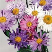  Trpe szirzsa, havasi gerebcsin. ASTER alpinus Formula Mix.