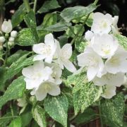  Tarka level jezsmen. Philadelphus 'Innocence'.