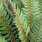 Pfrny. Polystichum 'Shiny Holly'