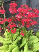  Kankalin stt rzsaszn virggal. Primula japonica 'Miller's Crimson'