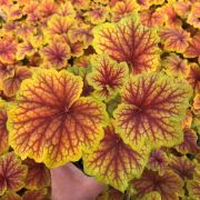  Tzes. Heuchera hybrid 'Red Lightning'.  