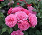  Rzsa kontneres.  Rosa Reka.