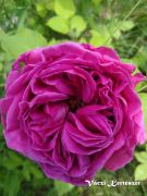  Trtnelmi rzsa. Rosa Madame Isaac Pereire