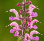  Rzsaszn zslya. SALVIA pratensis Ballet-Series 'Rose Rhapsody'