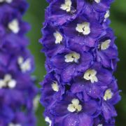  Szarkalb, sarkantyf.DELPHINIUM 'King Arthur Premium'