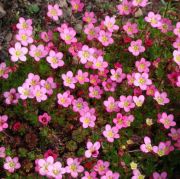  Rzsaszn virg ktr f. Saxifraga x arendsii.