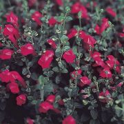  SCUTELLARIA suffrutescens 'Cherry Skullcap'