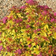  Aranyszn japn gyngyvessz. Spiraea japonica Goldmound'.